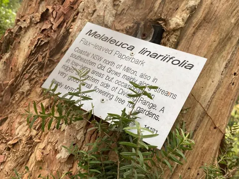 Melaleuca biconvexa