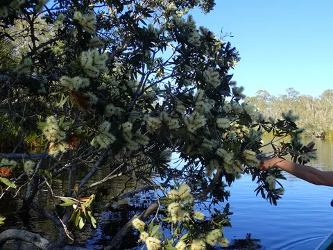 Melaleuca quinquenervia