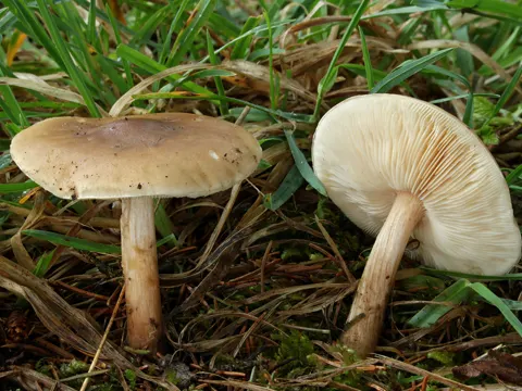 Frühlings-Weichritterling (Melanoleuca cognata)
