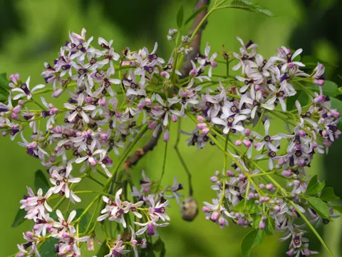 Chinesischer Baumflieder (Melia azedarach)