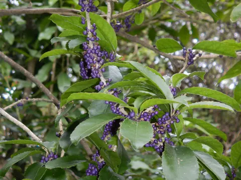 Melicytus ramiflorus