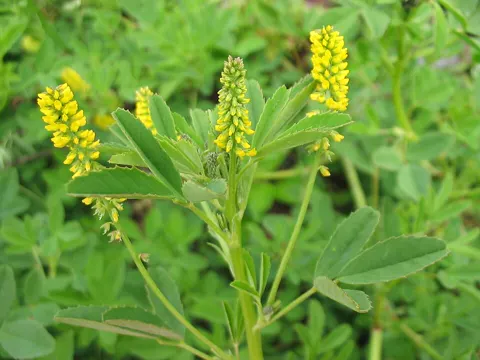 Small Melilot (Melilotus indicus)