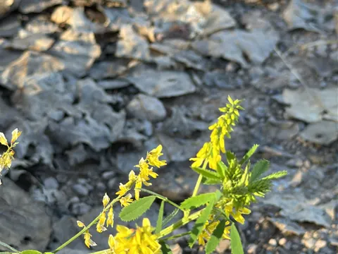 Yellow Sweetclover