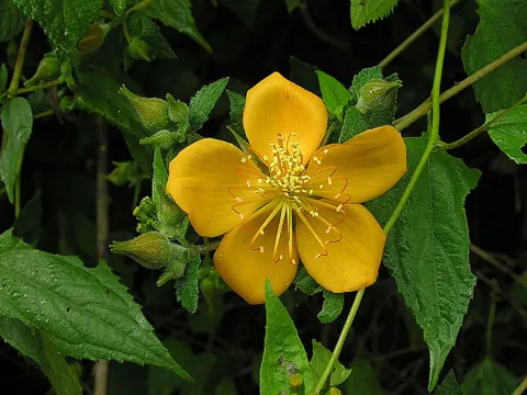 Mentzelia hispida