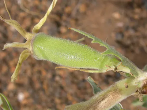 Mentzelia laevicaulis
