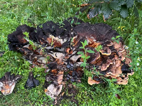 Black-staining Polypore