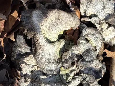 Black-staining Polypore
