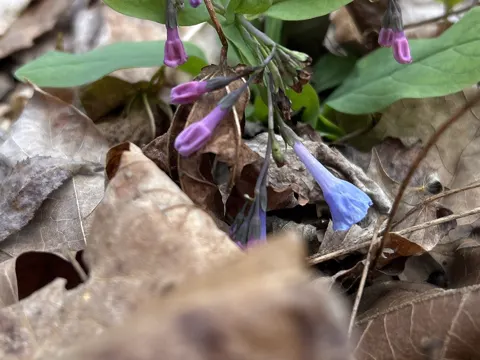 Virginia Bluebells