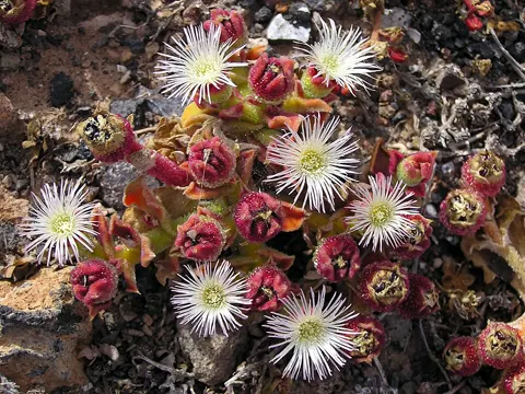 Eiskraut (Mesembryanthemum crystallinum)