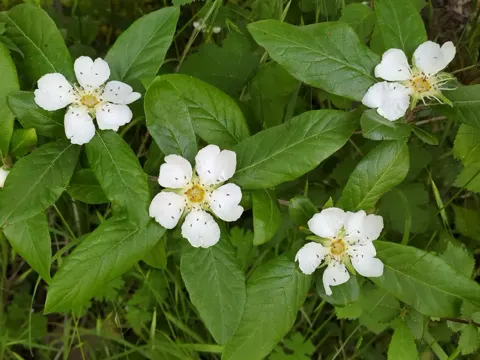 Mispel (Mespilus germanica)