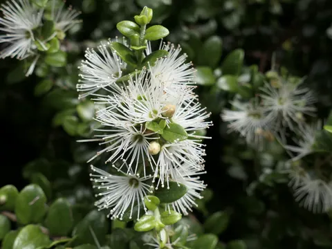 Metrosideros perforata