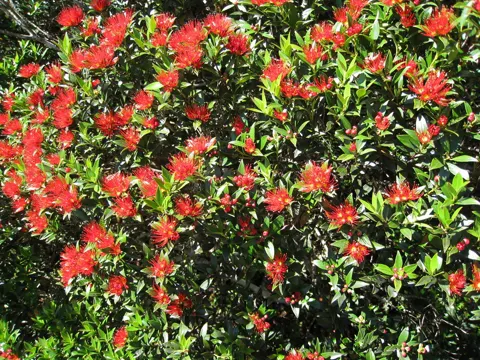 Metrosideros umbellata