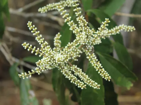 Miconia spicellata