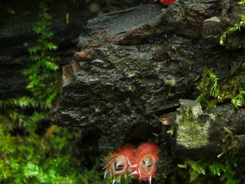 Microstoma floccosum (Microstoma floccosum)