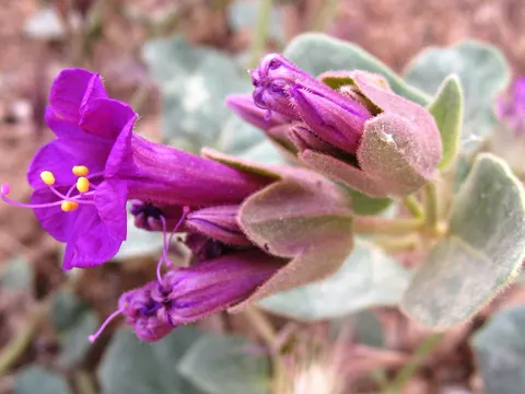 Desert Four O'clock (Mirabilis multiflora)
