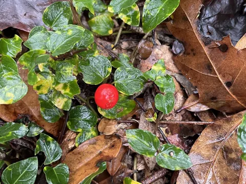 Partridgeberry