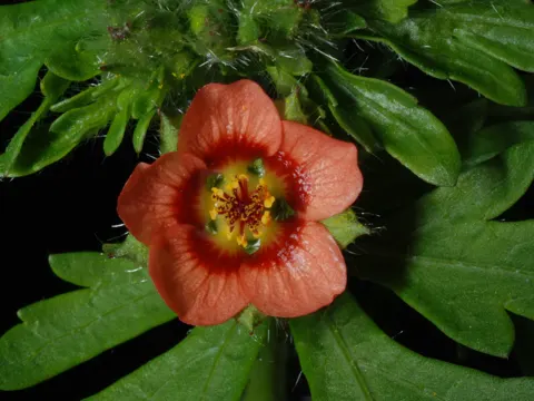 Modiola caroliniana (Modiola caroliniana)