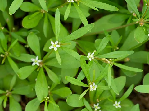 Quirliges Teppichkraut (Mollugo verticillata)