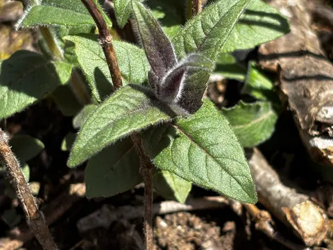 Bradburys Monarde