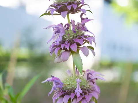 Lemon Bee Balm