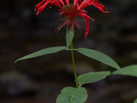 Scharlach-Monarde (Monarda didyma)