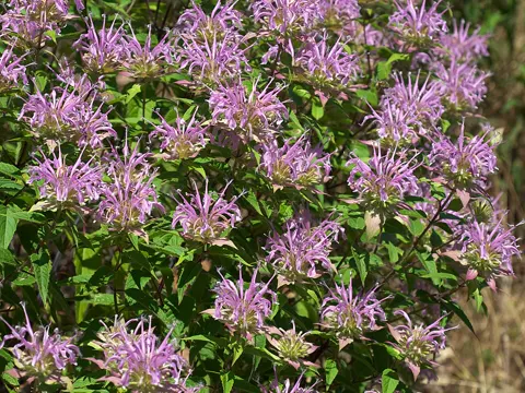 Wild Bergamot