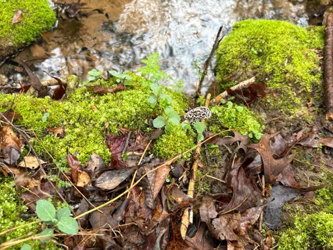 Morel