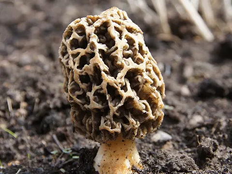 Speisemorchel (Morchella esculenta)