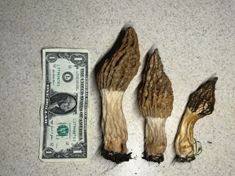 Half-Free Morel
