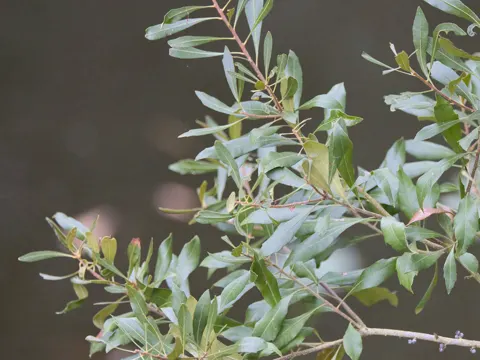 Wax Myrtle