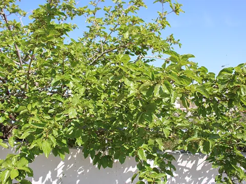 White Mulberry
