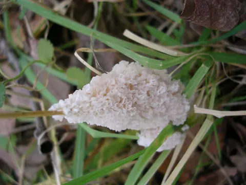 Dog Vomit Slime Mould
