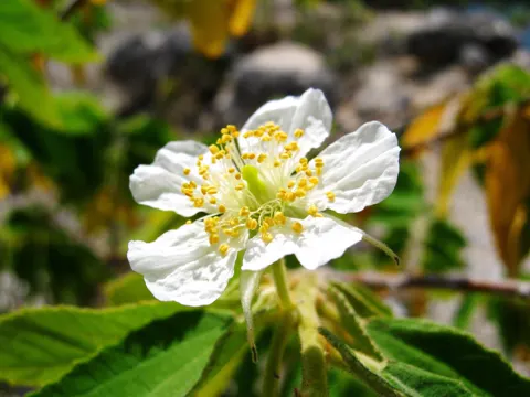 Muntingia calabura (Muntingia calabura)