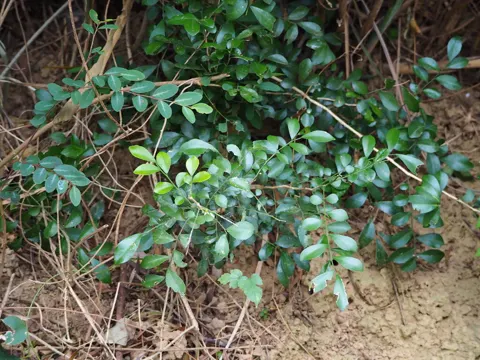 Orange Jasmine (Murraya paniculata)