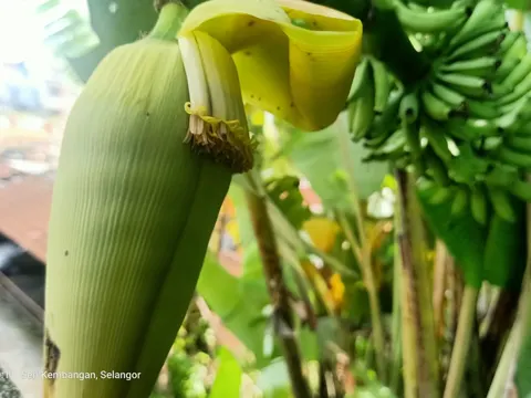 Banane