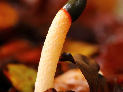 Dog Stinkhorn (Mutinus caninus)