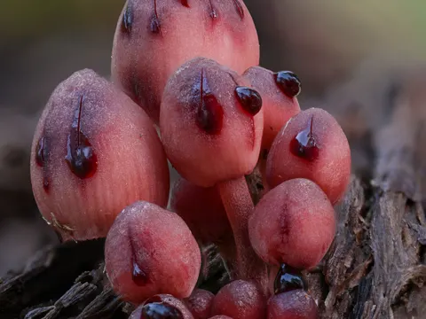 Mycena haematopus (Mycena haematopus)