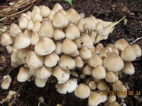 Buntstieliger Helmling (Mycena inclinata)