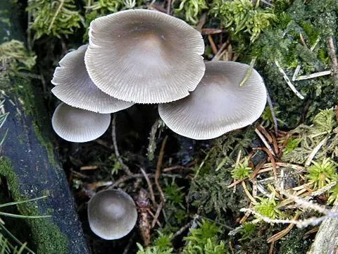 Gefleckter Helmling (Mycena maculata)