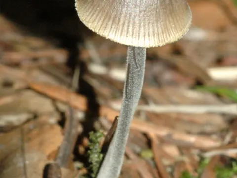 Rillstieliger Helmling (Mycena polygramma)
