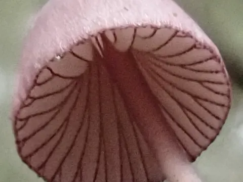 Lilaschneidiger Helmling (Mycena purpureofusca)