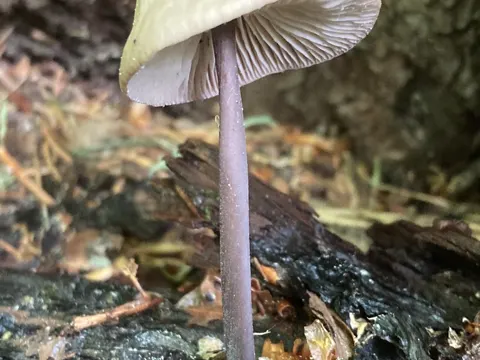 Garlic Parachute