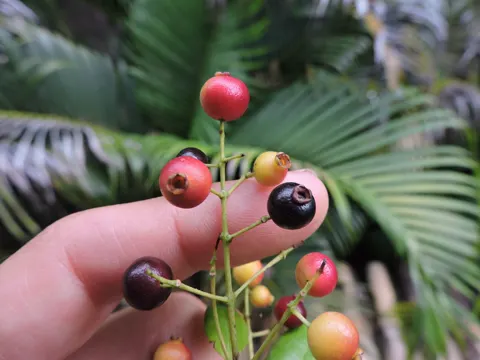 Myrcia guianensis