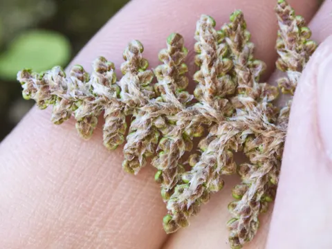 Myriopteris covillei