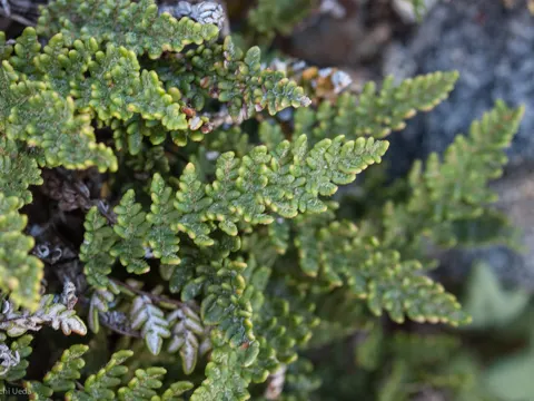 Myriopteris gracillima