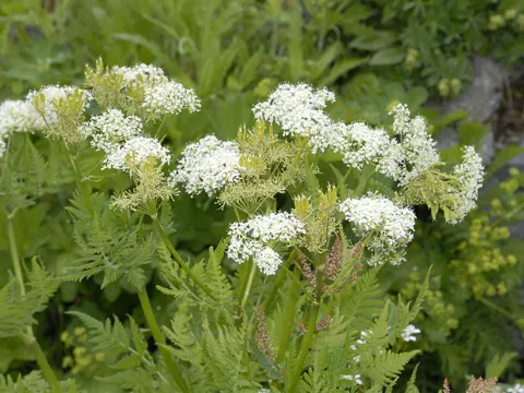 Süßdolde (Myrrhis odorata)