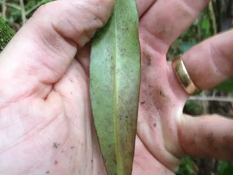 Myrsine salicina