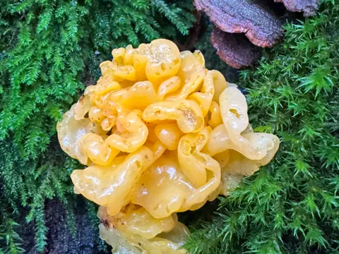 Wood Ear Orange