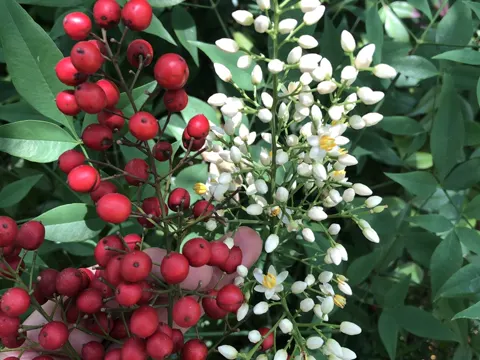 Himmelsbambus (Nandina domestica)