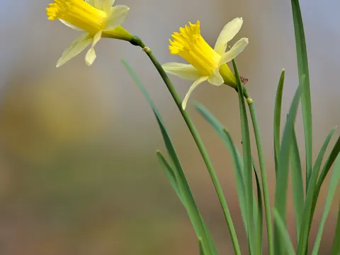 Gelbe Narzisse (Narcissus pseudonarcissus)